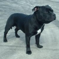 staffordshire-bull-terrier.jpg